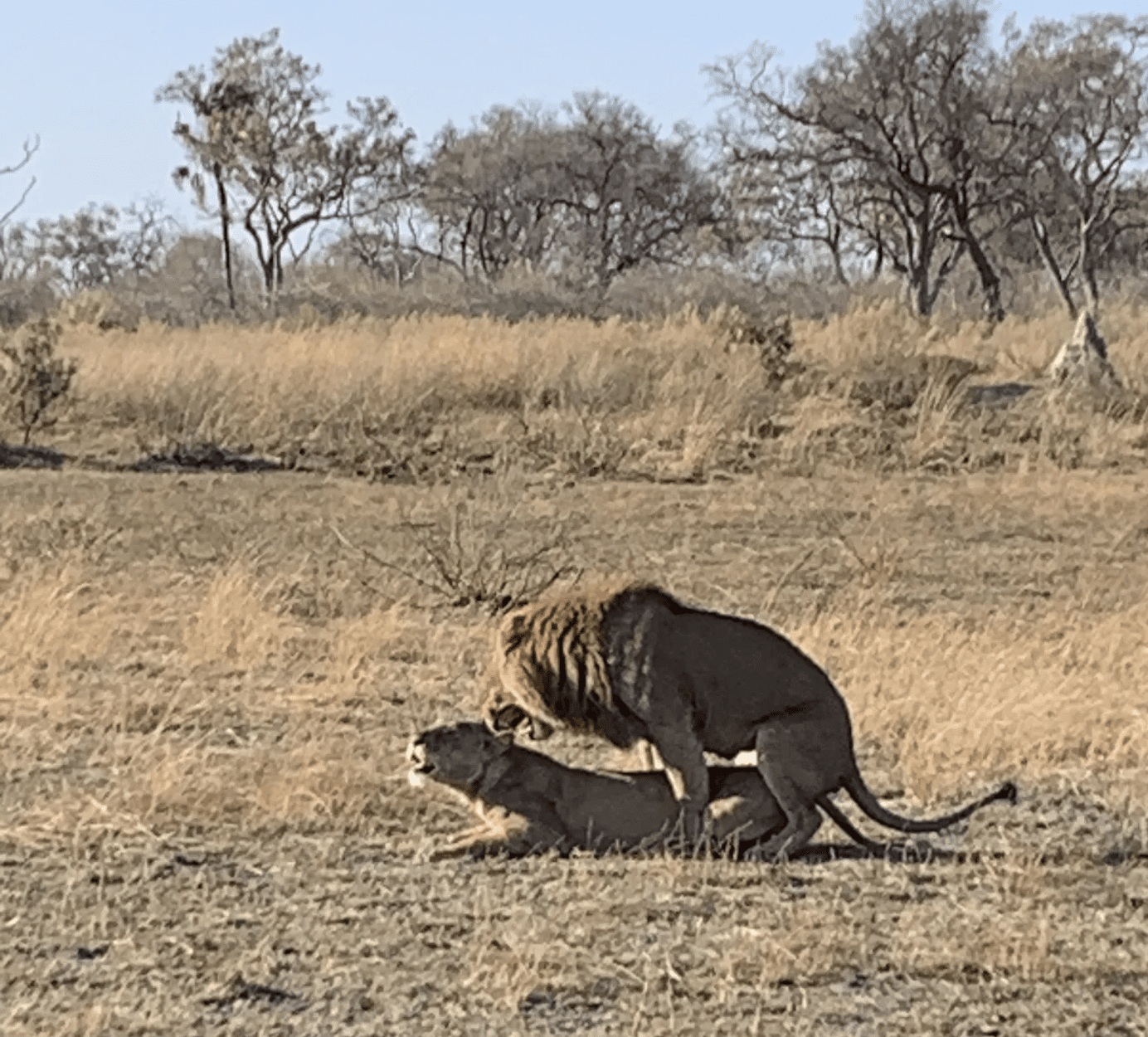 wild lions mating